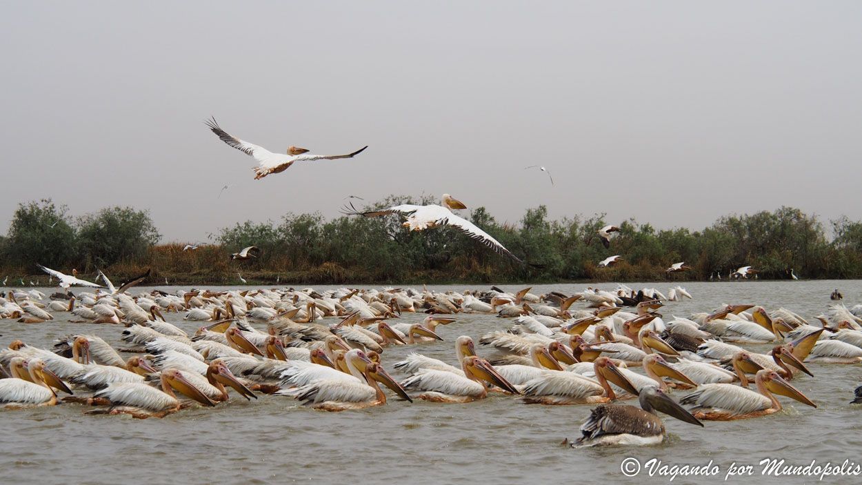 parque-nacional-djoudj-senegal