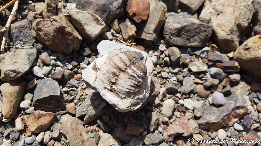 excursion-fosiles-alnif-marruecos