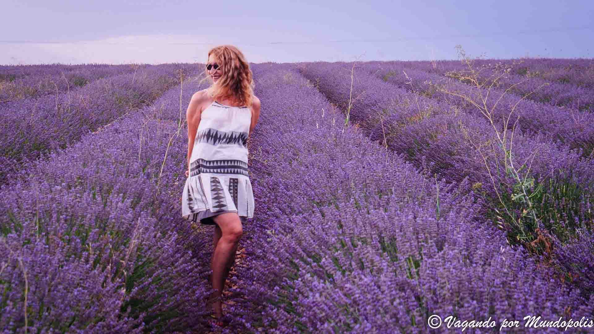 campos-lavanda-brihuega