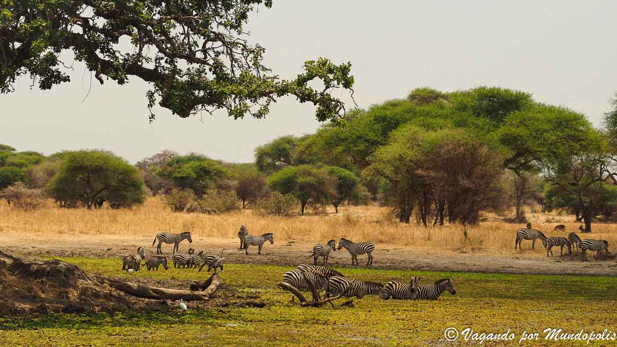 parque-nacional-tarangire