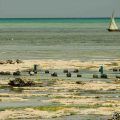 zanzibar-por-libre