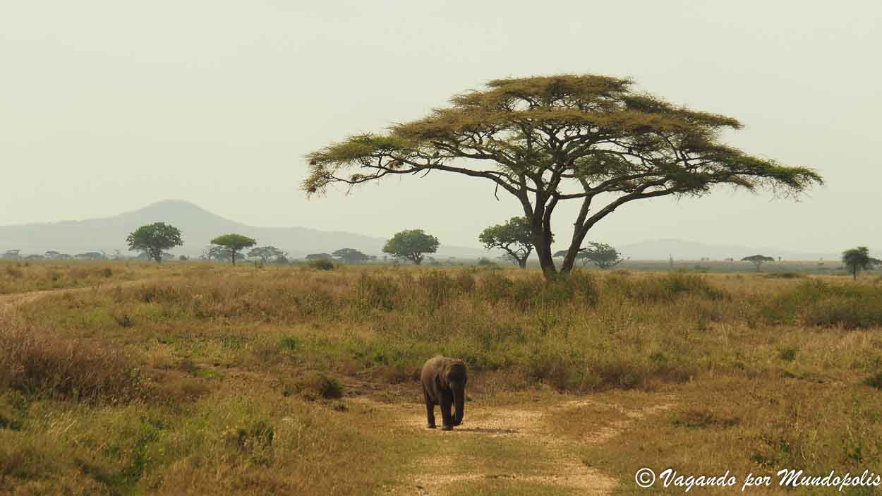 serengueti-safari