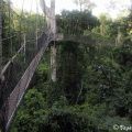 parque-nacional-kakum