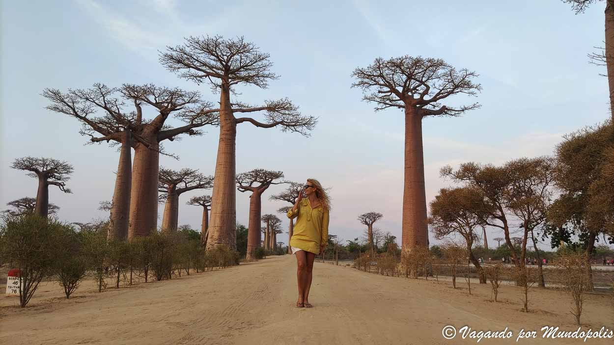 avenida-baobabs-madagascar