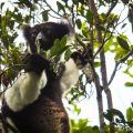 Parque Andasive-reserva-Analamazaotra