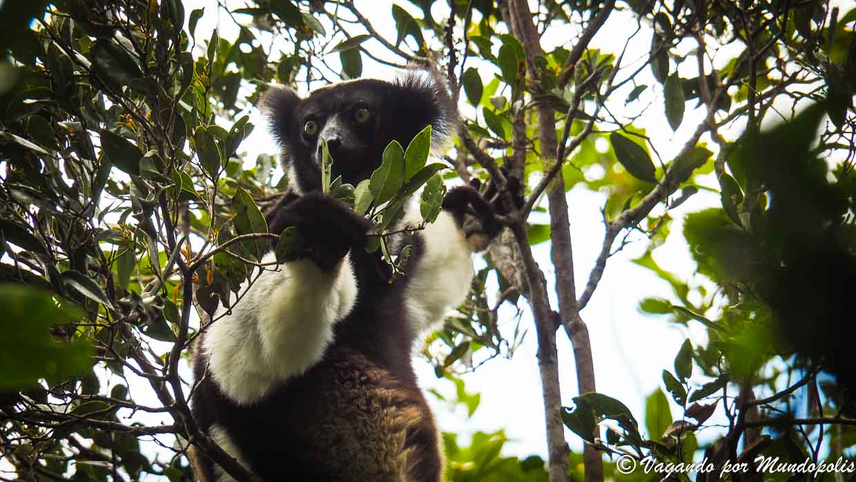 Parque Andasive-reserva-Analamazaotra