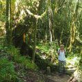 parque-nacional-ranomafana-madagascar