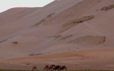 que-ver-en-el-desierto-gobi-dunas-Khongoryn-Els-mongolia